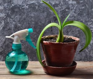 Использование чеснока в уходе за домашними растениями