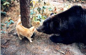 Как медведь гризли подружился с котенком