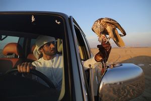 Соколиная охота в ОАЭ