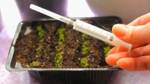 Необычный способ посеять мелкие семена с гарантированным результатом