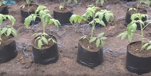 Секрет ранней посадки томатов