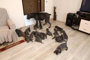 В Воронеже собака родила сразу 19 щенков!
