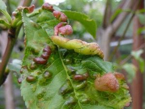 Как спасти персик от опадания листвы и курчавости листьев