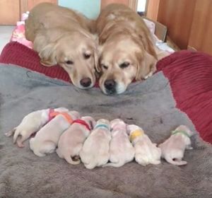 Собачье семейство с новорожденными щенками покорило сеть!