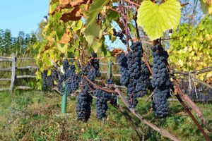Попробуйте иначе выращивать виноград