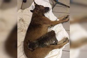 «Кот пришел к раненой собаке, лег рядом и всю ночь грел ее лапками»: Весь Донецк следит за судьбой пса из Горловки.