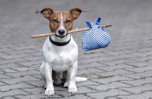 Власти Якутска предложили ввести налог на собак.