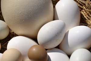 Самые большие яйца у животных и птиц