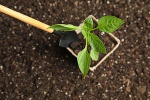 Освоение и улучшение торфяных почв