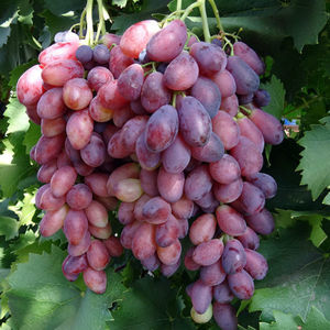 Болгарские сорта винограда Афродита и Ася