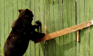 Лесник услышал рык за окном: у ворот стоял медведь и просил помочь