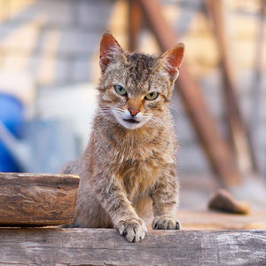 Коты деревенские...