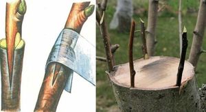 Дедовский способ прививки деревьев для большого урожая