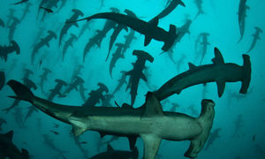 Там, где акулы хранят сокровища разбитых кораблей
