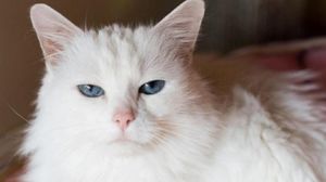Приютская кошка шипела и боялась незнакомых людей: после пережитого она находилась в стрессе