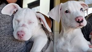 «Им нельзя разлучаться!»: слепой и глухой щенок может рассчитывать только на поддержку братишки