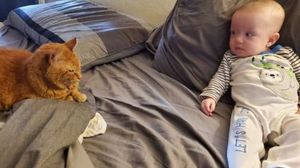 Хозяева были уверены, что их кот недолюбливает новорожденную дочь, пока не узнали, что тот делает по ночам