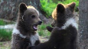 Не каждый день увидишь, что творится в семье медведей, но фотографу повезло