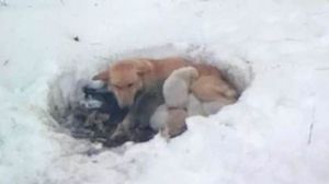В заснеженный день собака прятала щенков в яме, не давая малышам замёрзнуть