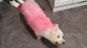 «Свинка Пеппа»: белоснежный пёс внезапно порозовел