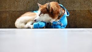 Каждый день пёс в синем свитере сидел по 8 часов у торгового центра. Напрасно люди беспокоились, у него всё чудесно!