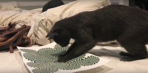 Кошка впервые увидела оптическую иллюзию… Смешная реакция!