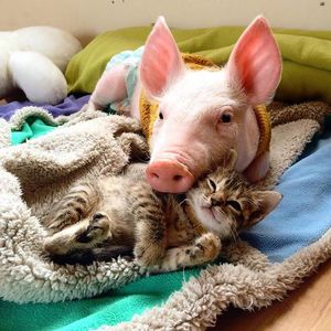 Котенок и свинья – лучшие друзья!