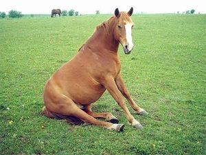 Смешно сидящие лошади (21 фото)