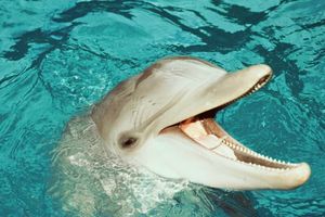 Откуда дельфины и киты получают пресную воду? Знаете?