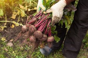 Выращиваем семена лука, моркови и свеклы