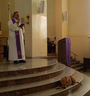 Священник пускает в церковь уличных собак, чтобы найти им новые семьи