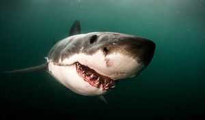 Где акулы нападают на людей чаще всего?