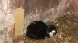 Сотрудники метрополитена не поверили своим глазам: в туннеле сидел полуслепой черно-белый кот