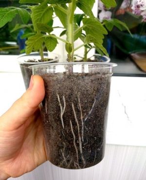 Правила выращивания "коренастой" рассады