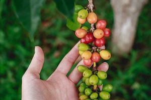 Кофейное дерево: особенности выращивания