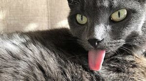 «Не умеет держать язык за зубами!»: кошка с милым дефектом не устаёт радовать хозяйку