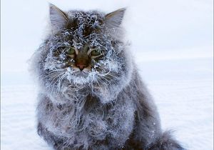 Котики в Антарктиде: нелёгкая судьба полярных питомцев.