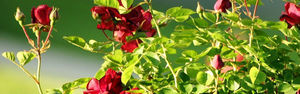 Как производится обрезка роз на зиму без ущерба для растения