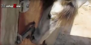 Смышленные лошади, которые способны на разные трюки… Интересная подборка!
