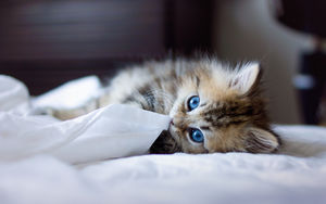 Можно ли спать с кошкой в одной постели