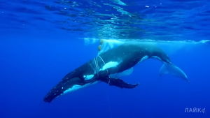 Видео: Как плачет кит, когда попадает в сети