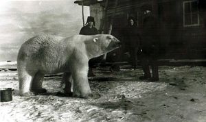 Передозировка: почему полярники никогда не едят  печень белого медведя