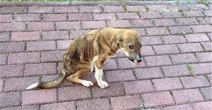 Бездомный щенок с проблемами позвоночника и кучей болячек нашел дом за 8 000 километров!
