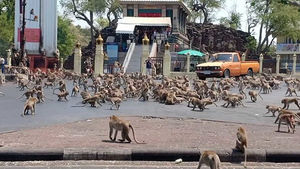 Коронавирус вывел банды голодных обезьян на улицы Таиланда