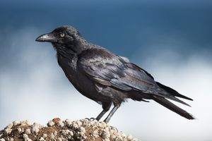 Почему ворон – самая умная птица в мире