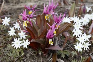 Эритрониум: раннее цветение на альпийской горке