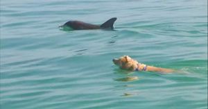 Лабрадор почти каждый день бежит на пристань, чтобы поплавать со своими другом дельфином