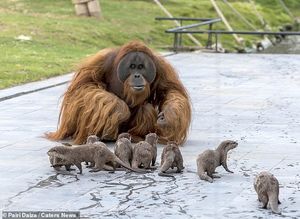Как семья орангутанов подружилась с семьей выдр