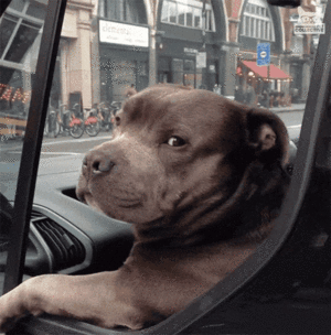 Американец решил научить пса водить машину. Кончилось полицейской погоней