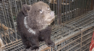 Медведица Маша, живущая в омском зоопарке, три месяца скрывала, что стала мамой тройни